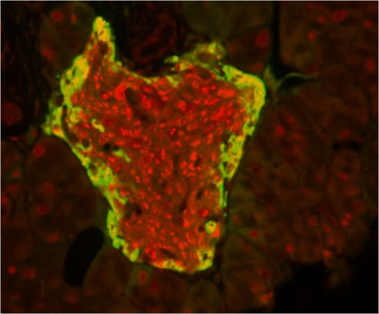 Insulin/glucagon in islets of mouse pancreas