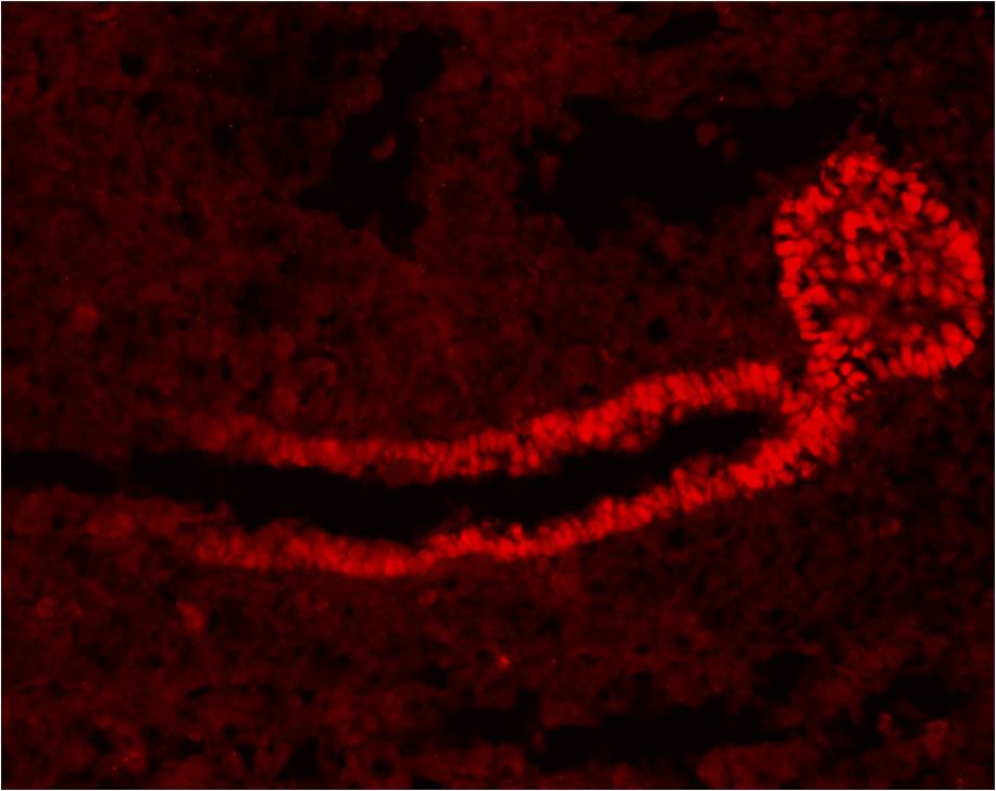 Insulin/glucagon in islets of mouse pancreas