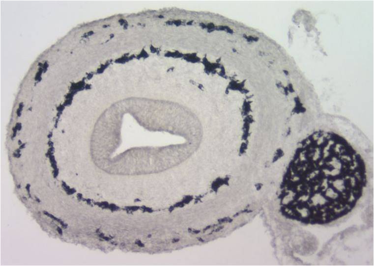 Insulin/glucagon in islets of mouse pancreas